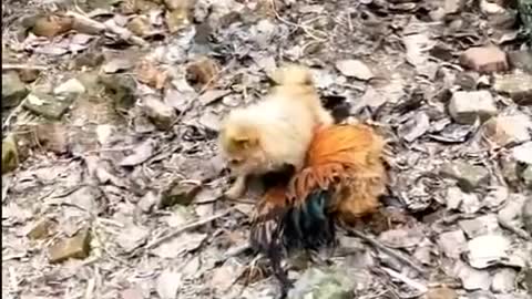 Chicken v's Dog - Funny Dog Fight