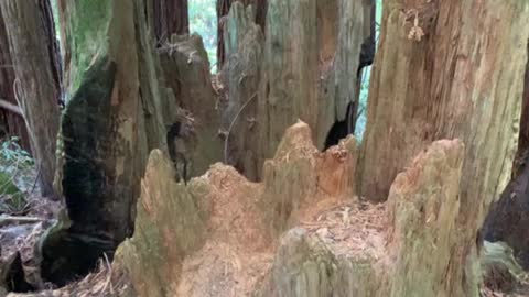 Fallen Redwood Tree Results in Many Young Trees