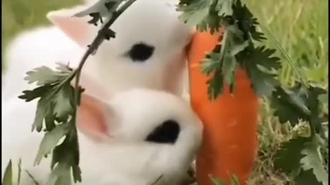 Cutest rabbits you've ever seen eating carrot.