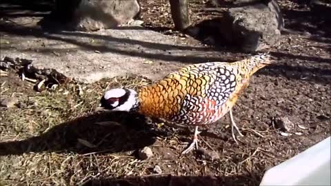 Beautiful Golden Pheasants and Wading Birds