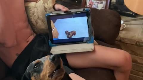 Jake the Dachshund Howling at YouTube Video