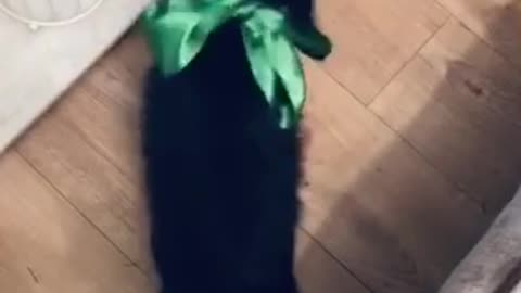 My happy cat’s new ribbon dance
