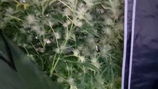 Day 84 Terp Sneeze by speedrunseeds