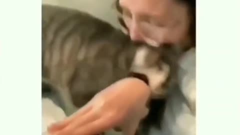 cat funy video