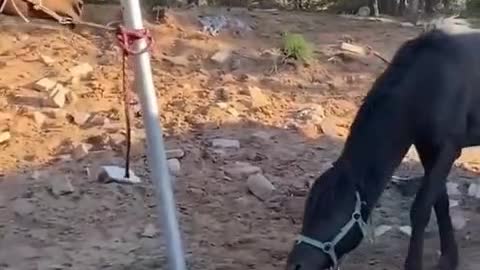 Two horses are going to fight