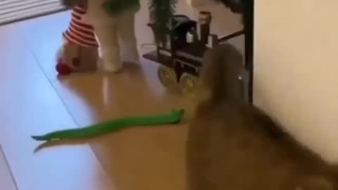 Funny voice of Cat