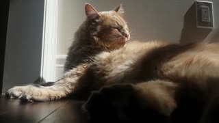 Sunbathing cat gives himself a quick clean