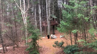 Bear in Bedford Climbs into Treehouse