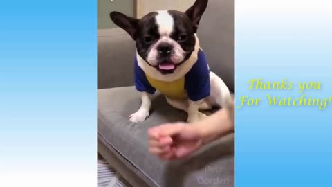 The Best FUNNY dogs Videos - Funny Animal