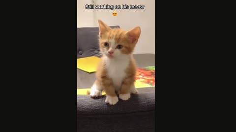 Cute Kitten Baby Cat Funny Cat Videos-2021