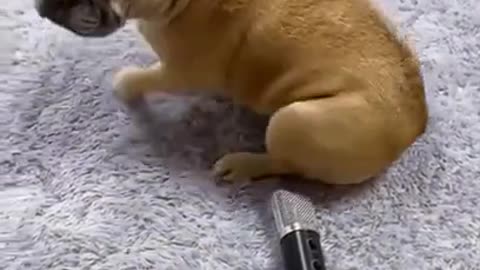 Dogs Ripper Shocks Little Guy