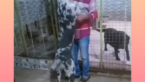 Great Dane puppy gets fired | But Dane love owner
