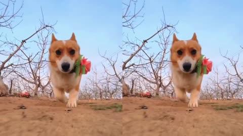 This dog walks too magically, watch it and laugh it over and over again