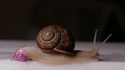 A snail