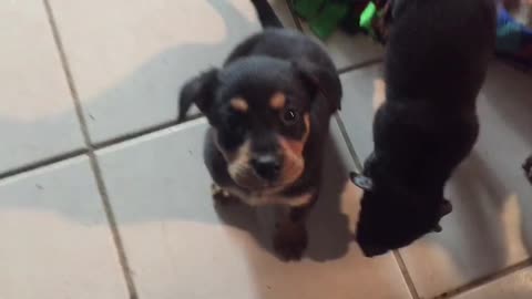 Puppy argues with Foster dad