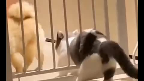 Funny Cats Video