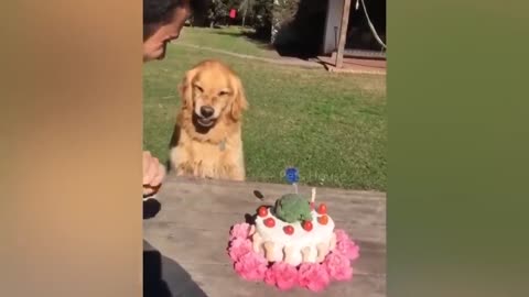 Amazing reaction of cat cutting cake