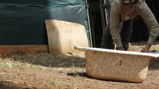 Two Eastern Brown Snakes Removed from Duck Pen