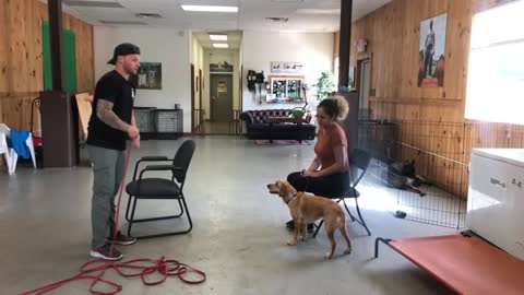 Leash reactive dog training