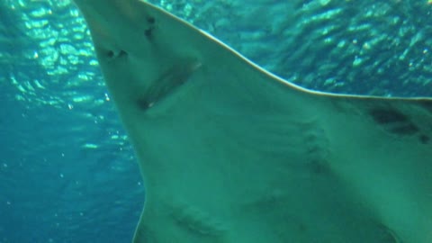 The most beautiful view to see an underwater shark