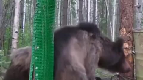 Man builds a butt scratch spot for the bears in the woods