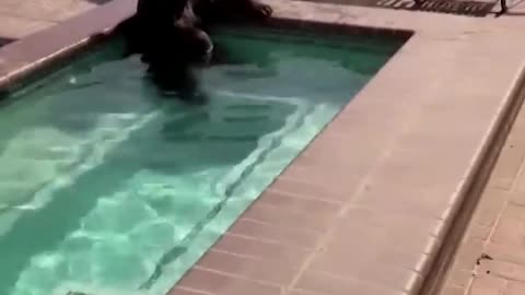 Video captures bear taking a dip in backyard pool during heat wave