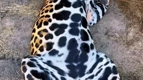 BIG Jaguar Belly
