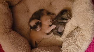 Baby kitties starting to play