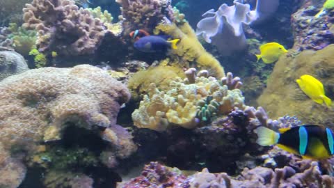 Finding Nemo | Clownfish | Clownfish and Sea anemone | symbiosis