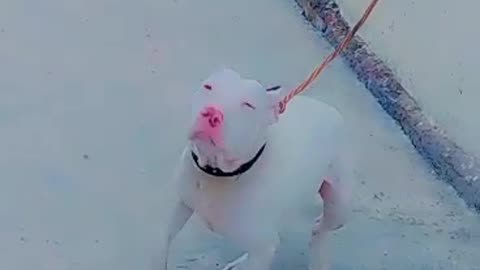 White dog