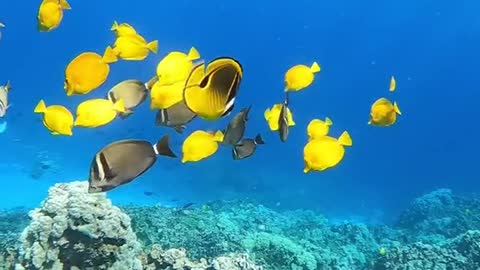 underwater#parrotfish