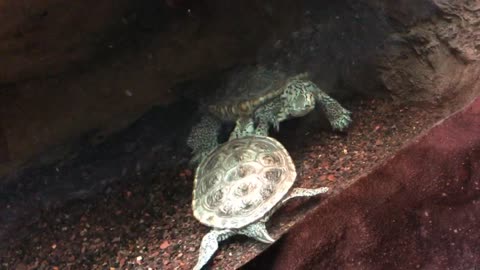 Diamondback Terrapin | Malaclemys Terrapin