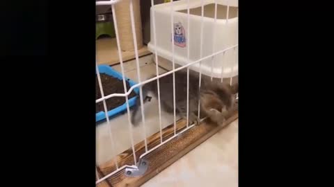 Mildly entertaining Cute And Funny Pets Compilation