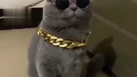 Cute cat with gold necklace