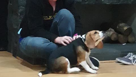 Beagle puppy loves attention