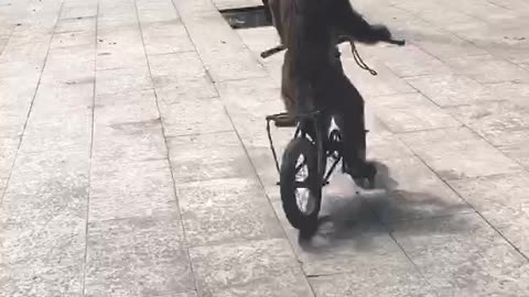 Funny Monkey Riding a bicycle