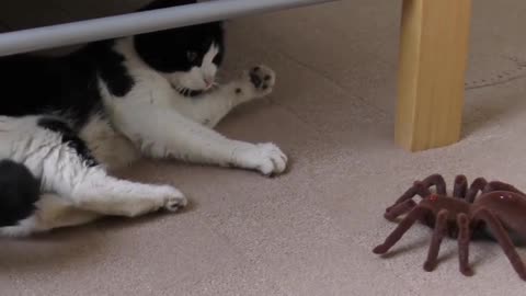Cat afraid to spider toy taranrula...😂😂😂😂