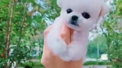 Cute Funny Puppy Videos 2021 # #short_2