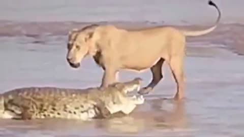 A lion preys on a crocodilee