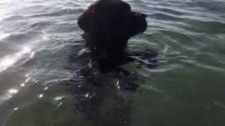 Aqua dog stands on two feet to swim in the ocean
