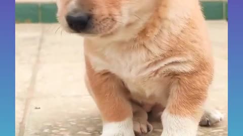 🐕baby dog2021🐶cute dogs🐕 funny dog,🐶dog compilation🐕short video🐶 cute animals videos🐕