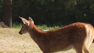 Fawn meets little dog.