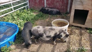 Graham Family Farm: American Guinea Hogs Move In