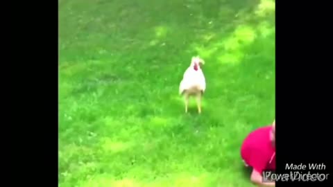 Funny chickens chasing kids, adults and dogs