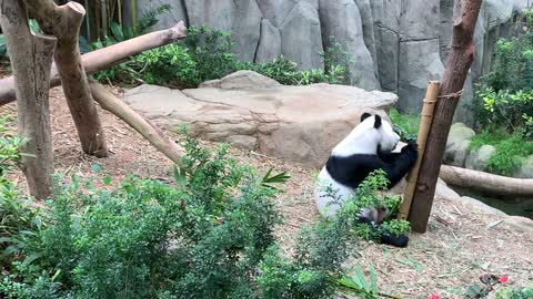 Panda bear enjoys his time at the zoo.