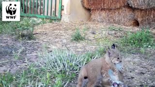 Cute Iberian Lynx Kittens Play Around In Haystacks