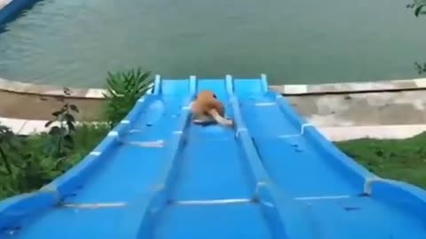 super stupid! the dog fell into the swimming pool so cute