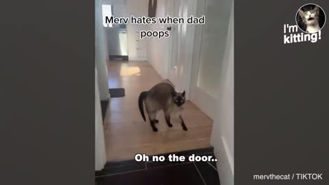 These cats speak better than hooman