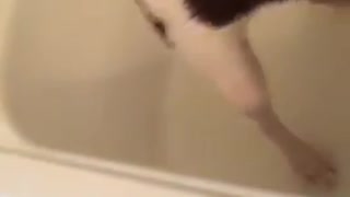 Dog trying to get water out of bathtub