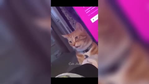 funny cat video 2023